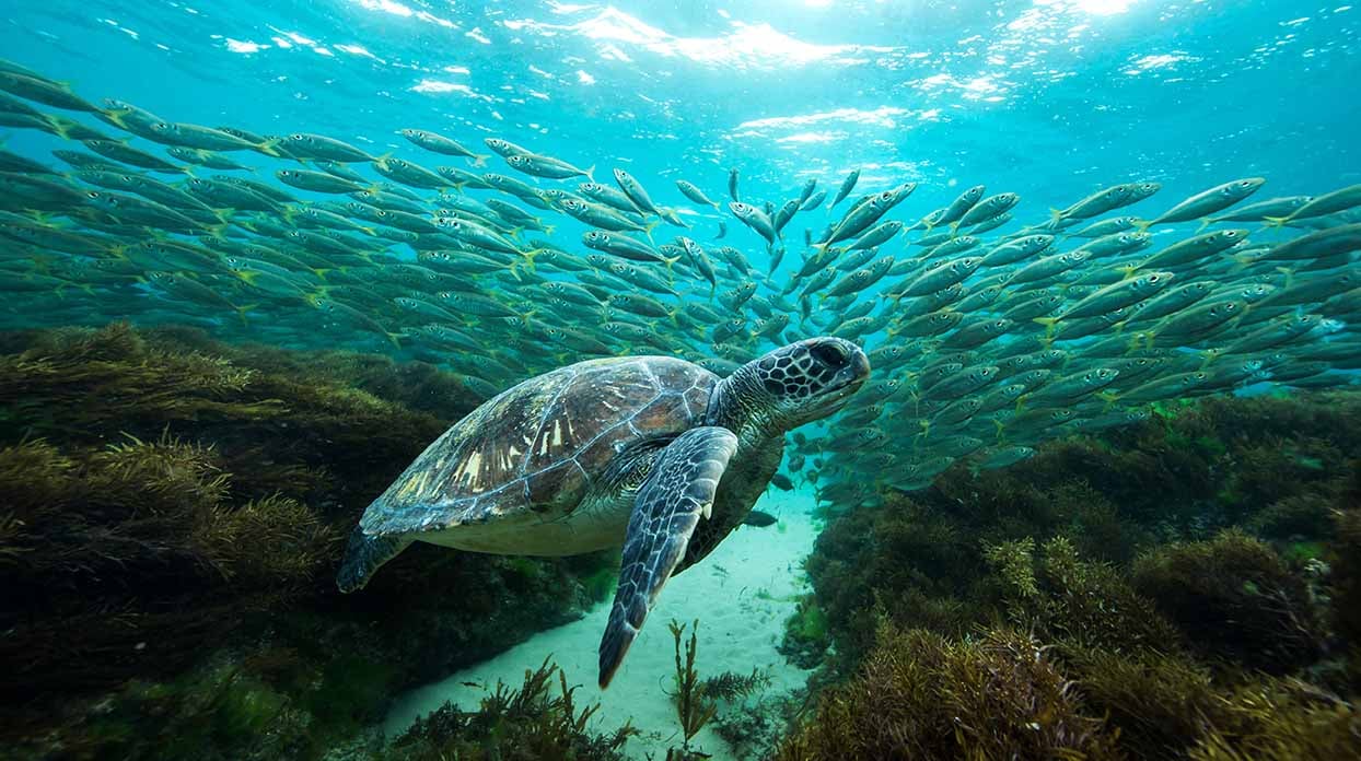 A green sea turtle swims over the Great Barrier Reef on LAdy Elliot Island on the Southern Great Barrier Reef in Queensland Australia.