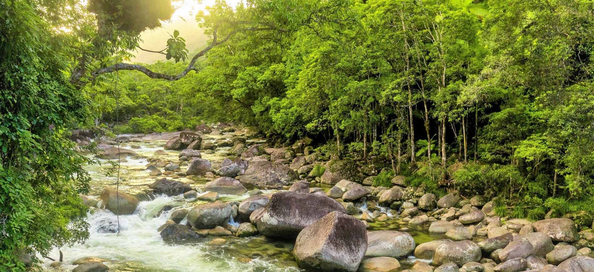 World Heritage-listed Daintree National Park in Far North Queensland, Australia